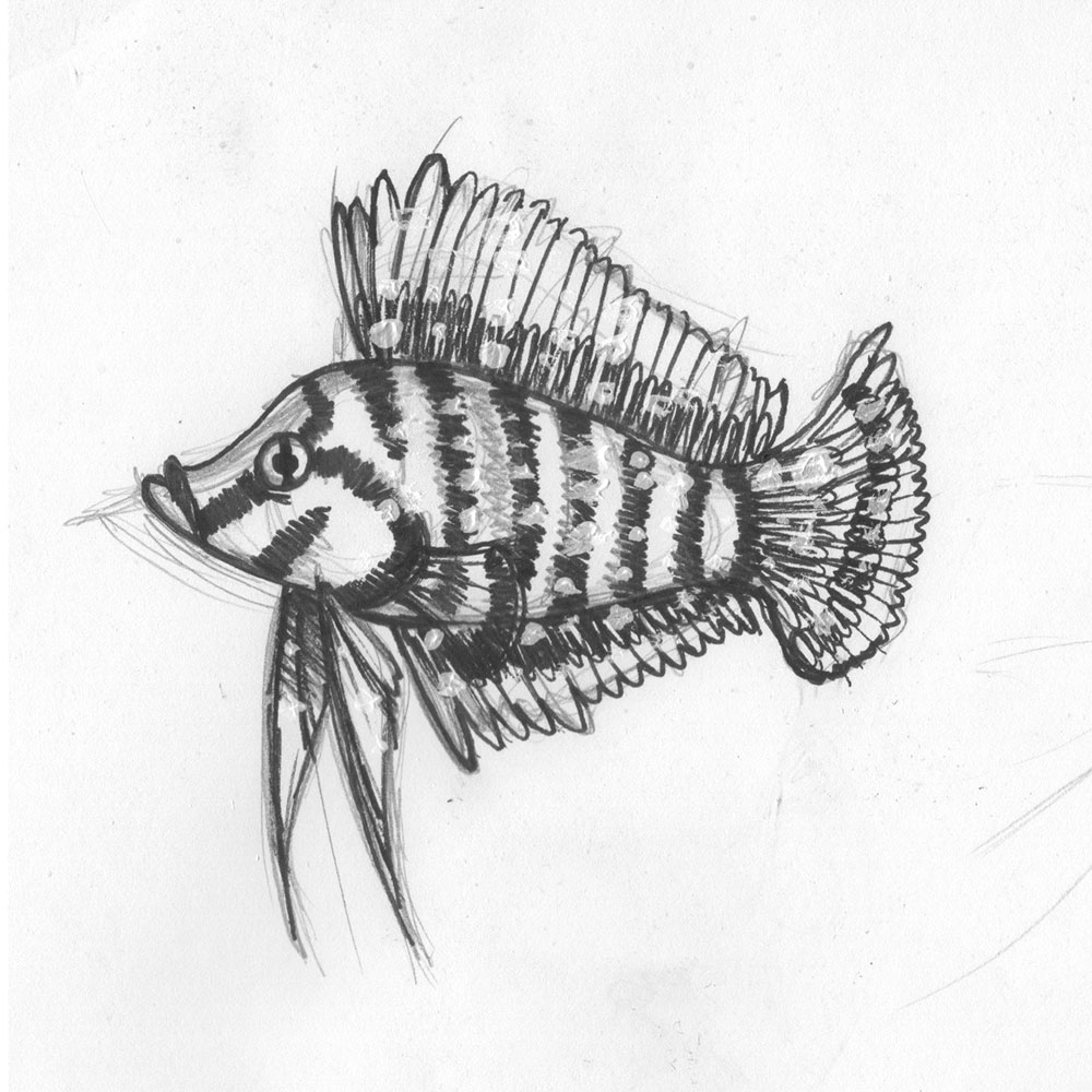 Altolamprologus calvus illustration