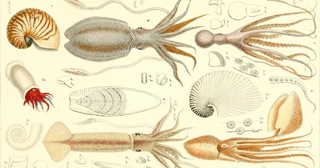 botanical illustrations of squids
